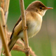 Cuckoos lay their eggs in the nests of reed warblers (pictured). (Image: Wikimedia)
